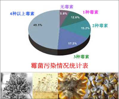 飼料用蒙脫石可以解除霉菌毒素帶給奶牛養(yǎng)殖戶的危害嗎？