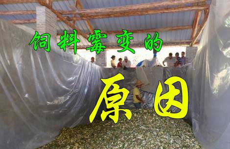 飼料又發(fā)霉了， 到底是咋回事？
